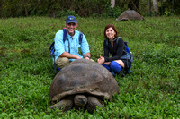 Giant Tortoise Santa Cruz Island