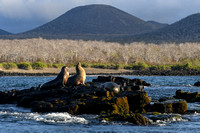 Sea Lions at sunset-Floreana Island
