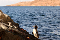 Galapagos Penquins