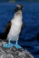 Blue Footed Booby-Floreana Island
