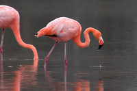 Flamingos - Floreana Island