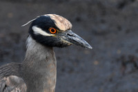 Crested Night Heron-Espanola Island