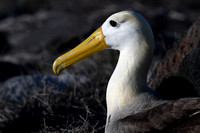 Albatross-Espanola Island