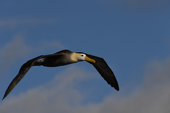 Albatross Espanola Island