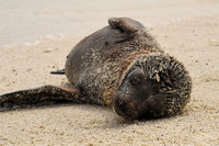 Sea Lion Pup-Espanola Island