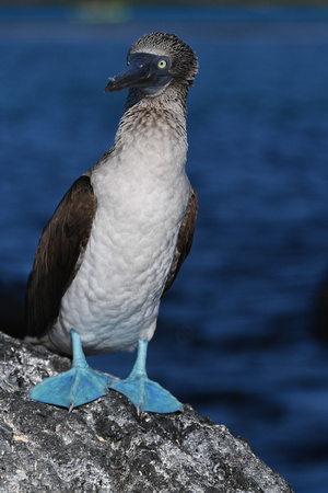 Blue Footed Booby-Floreana Island