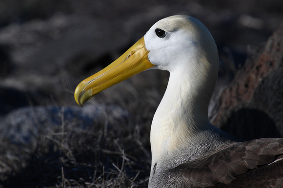 Albatross-Espanola Island